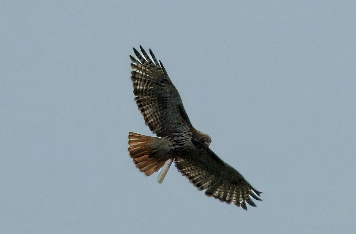 Red-tailed Hawk - ML619155333