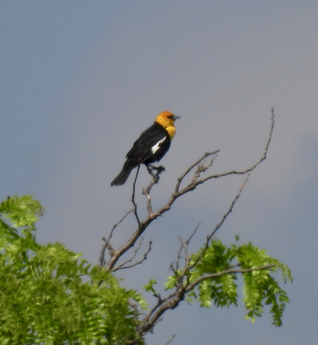 Yellow-headed Blackbird - ML619155334