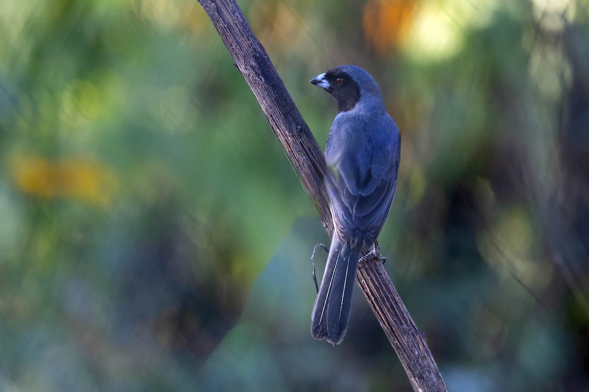 Black-faced Tanager - ML619155353