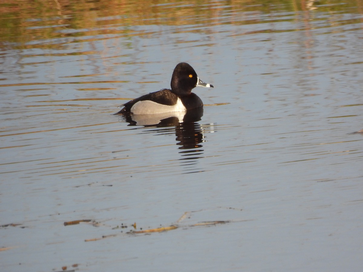 Ring-necked Duck - ML619155378