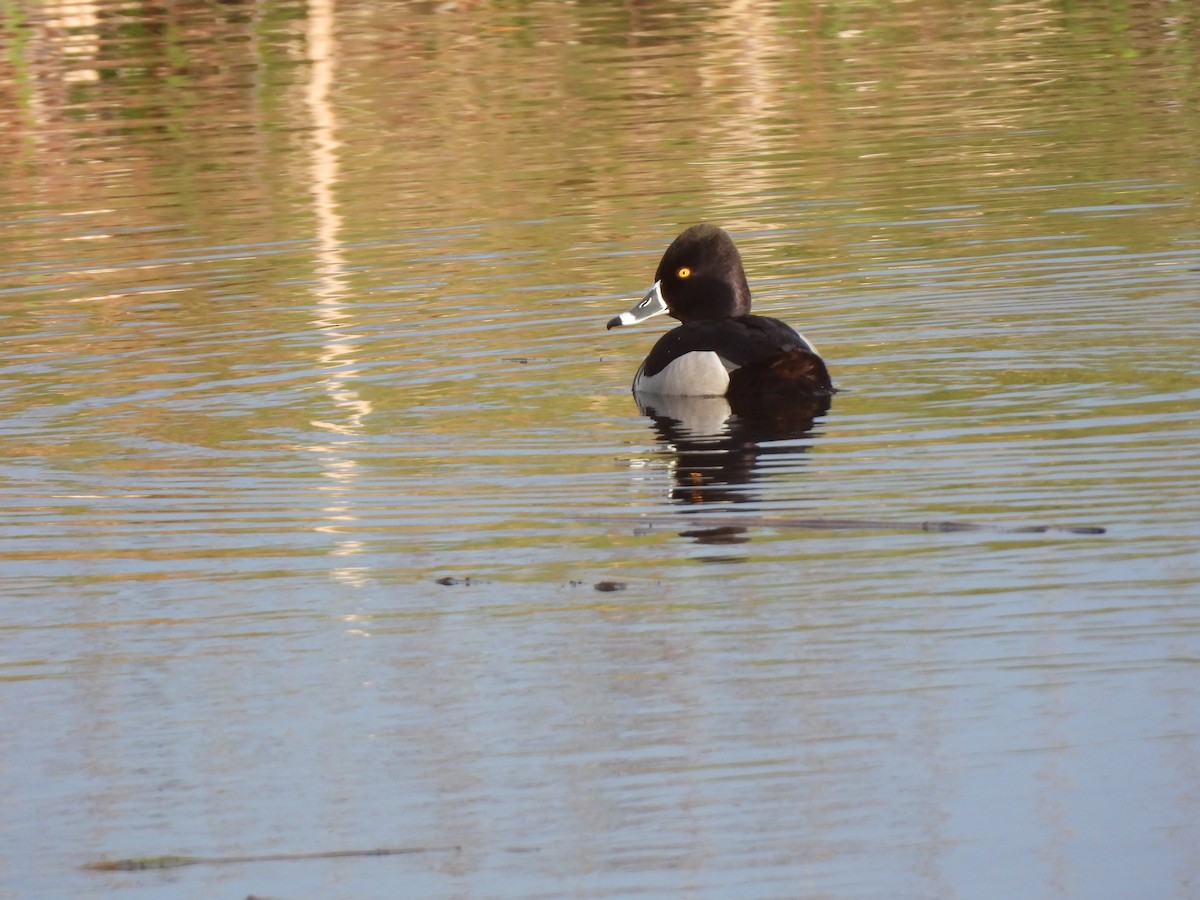 Ring-necked Duck - ML619155379