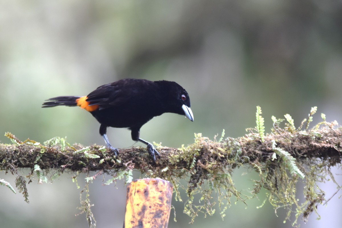 Flame-rumped Tanager - ML619155387
