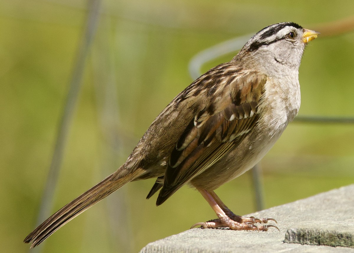 White-crowned Sparrow - ML619155405