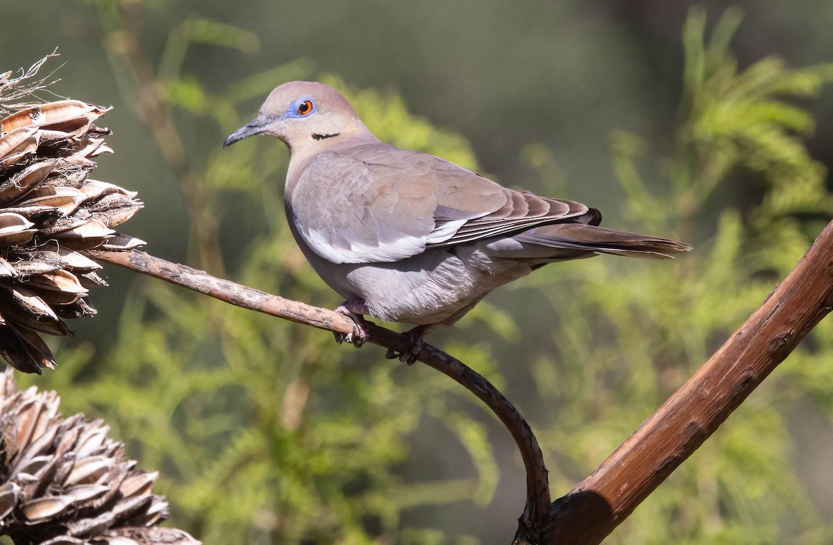 EBird Checklist - 7 May 2024 - Ash Canyon Bird Sanctuary (closed ...