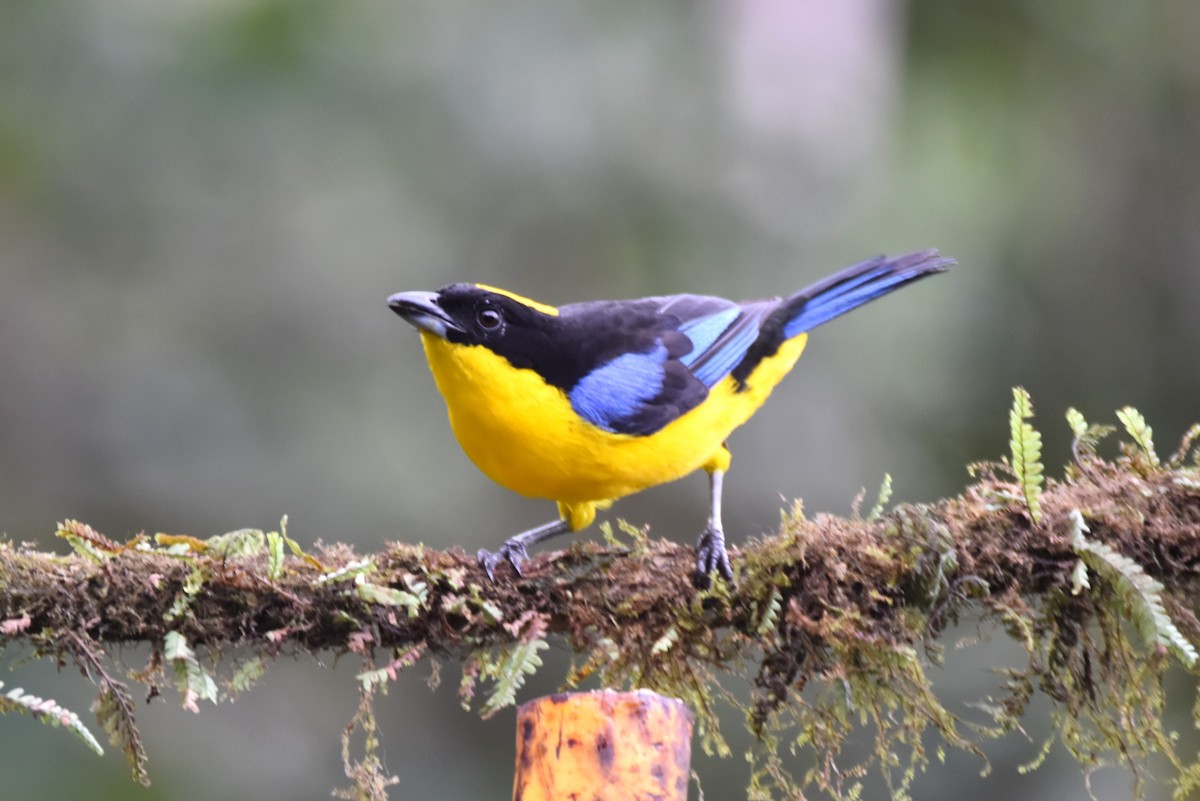 Blue-winged Mountain Tanager - ML619155434