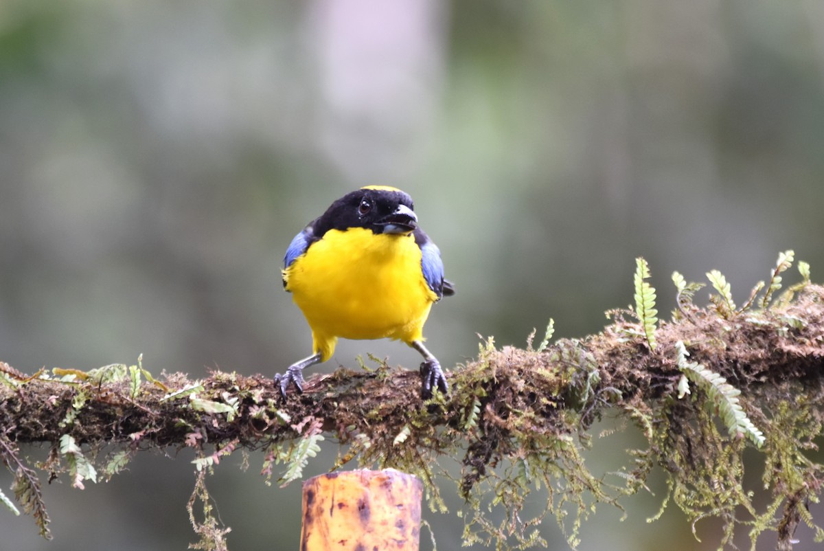 Blue-winged Mountain Tanager - ML619155436