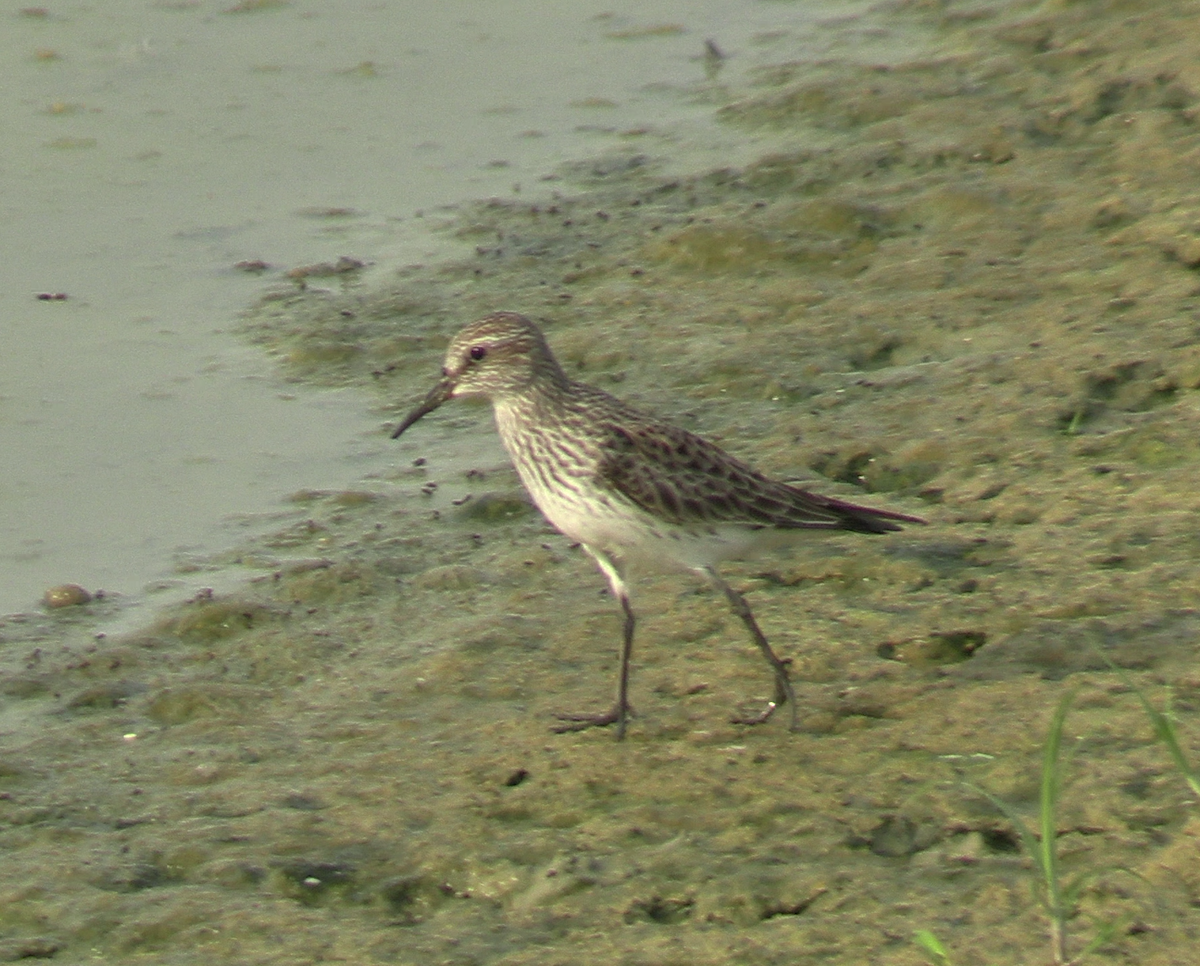 White-rumped Sandpiper - ML619155462