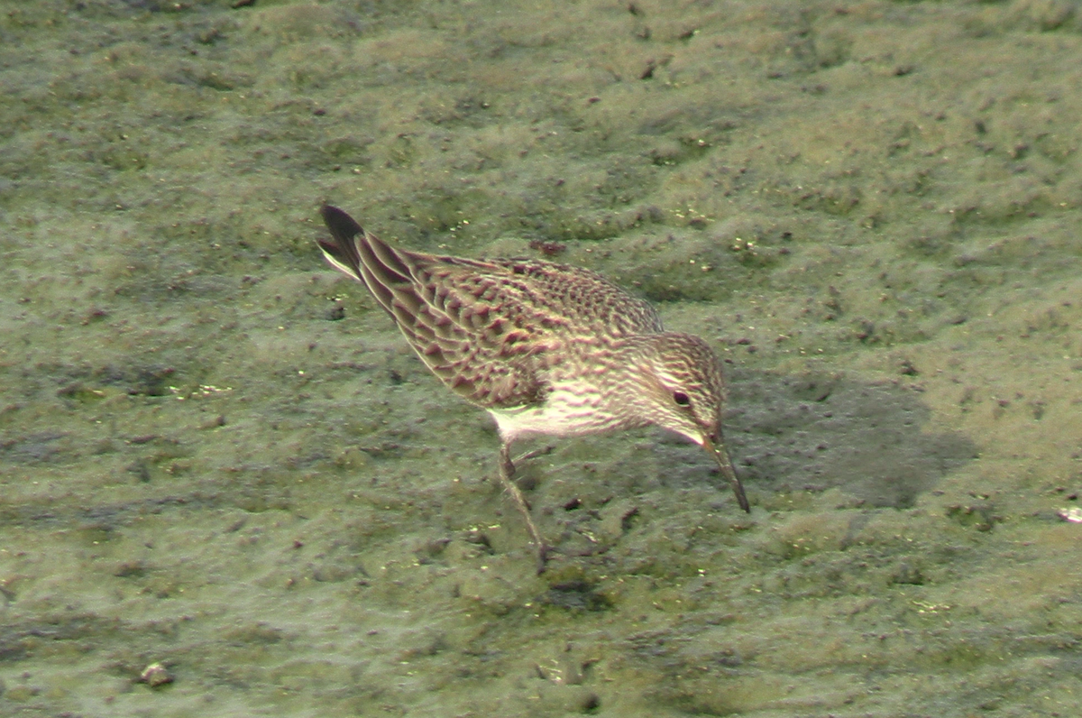 White-rumped Sandpiper - ML619155463