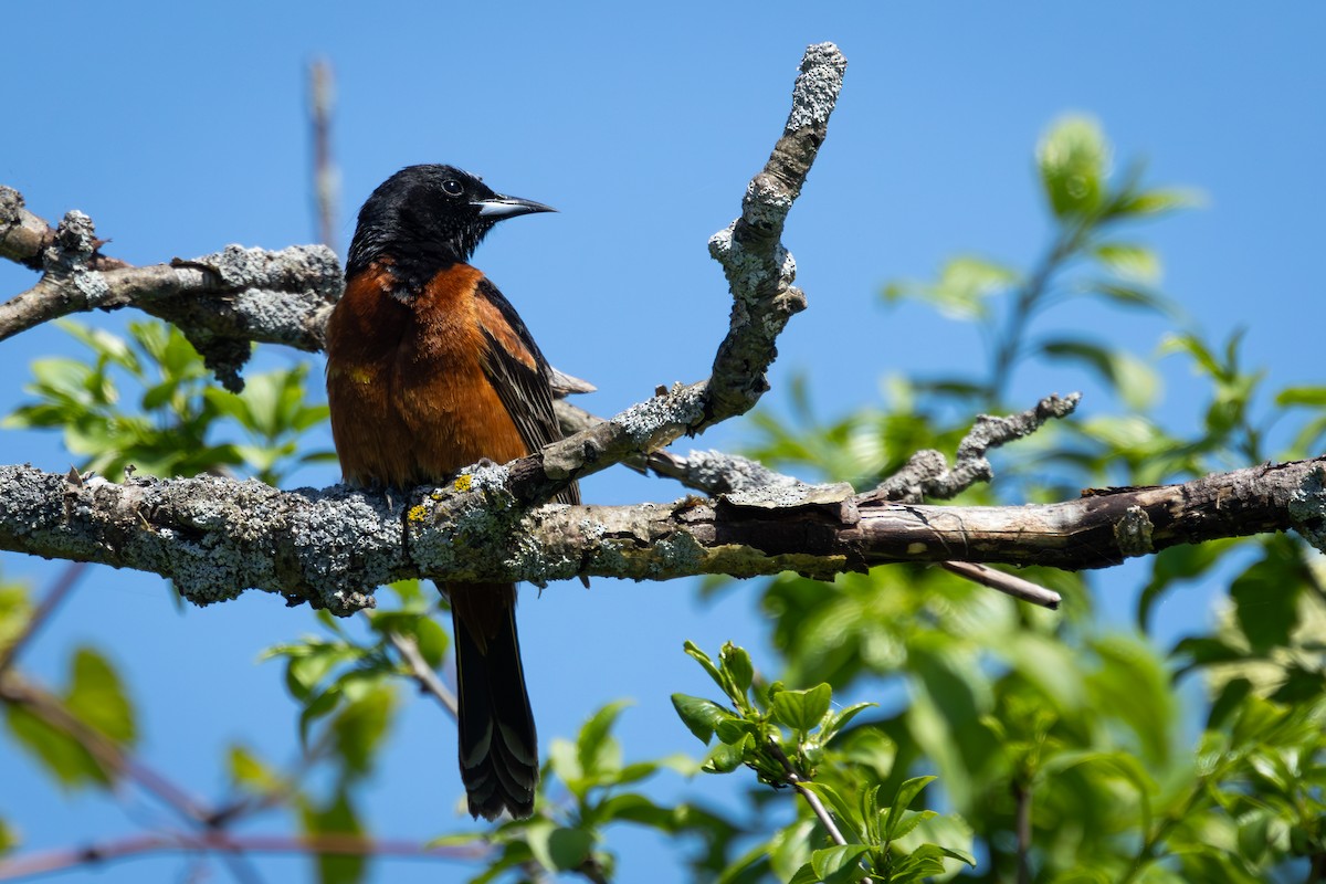 Orchard Oriole - ML619155500