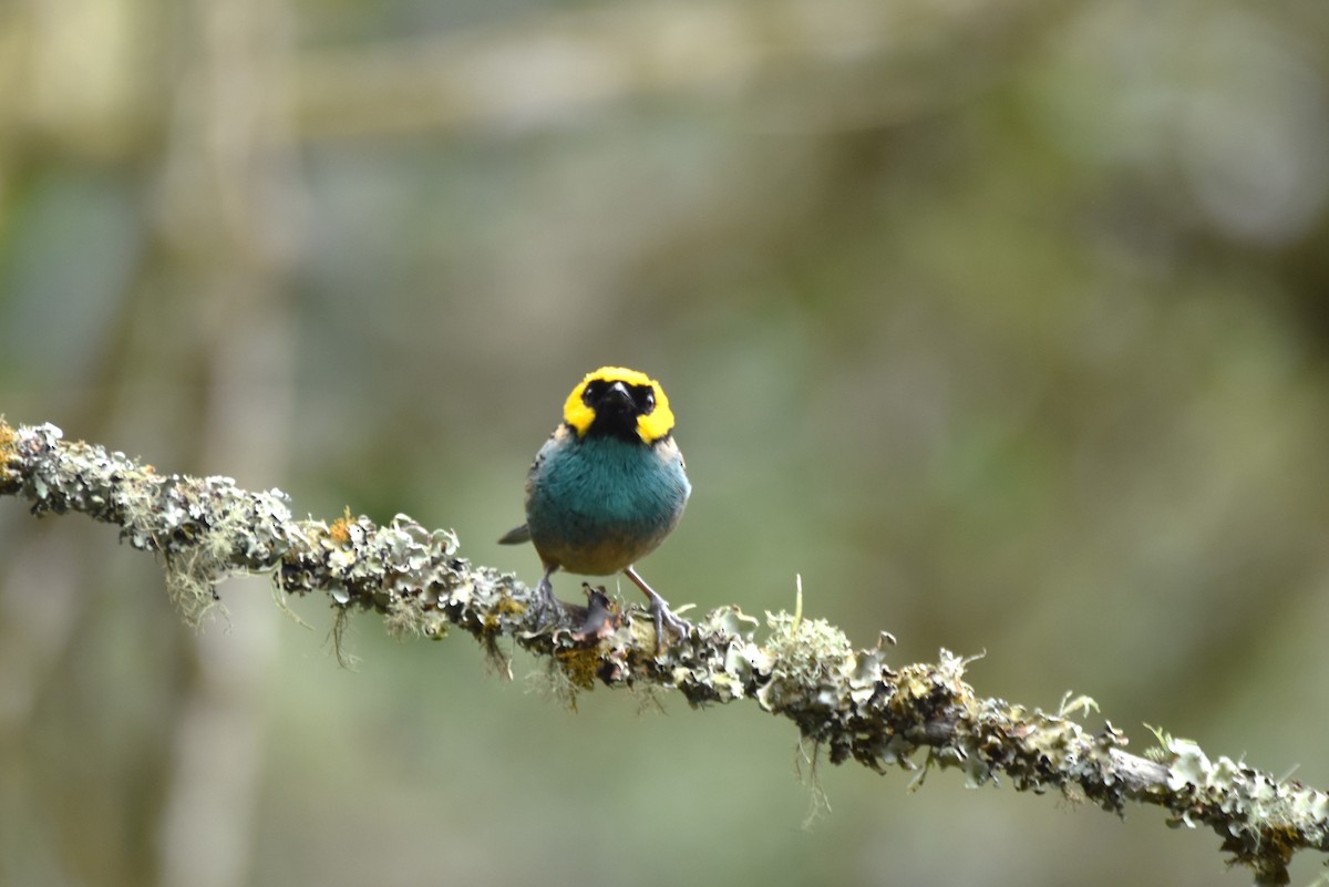 Saffron-crowned Tanager - ML619155508