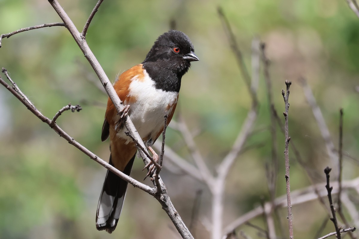 Spotted Towhee - ML619155509