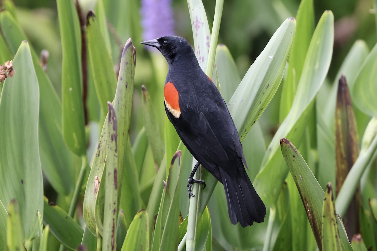 Red-winged Blackbird - ML619155520