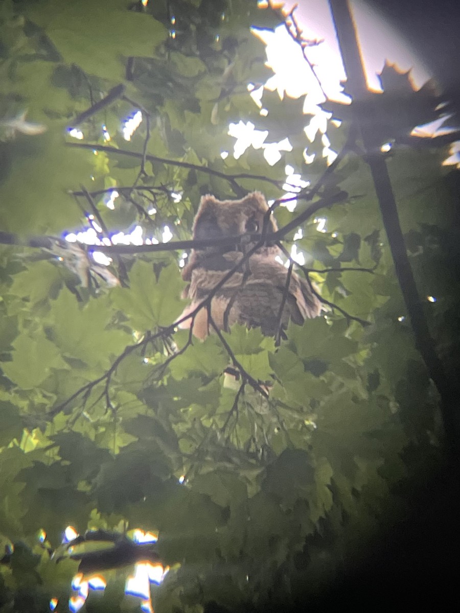 Great Horned Owl - ML619155563