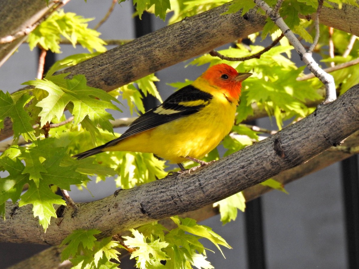 Western Tanager - ML619155597