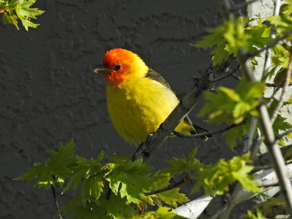 Western Tanager - ML619155598