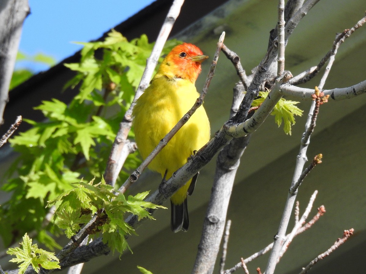 Western Tanager - ML619155599