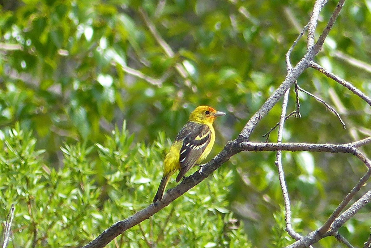 Western Tanager - ML619155603