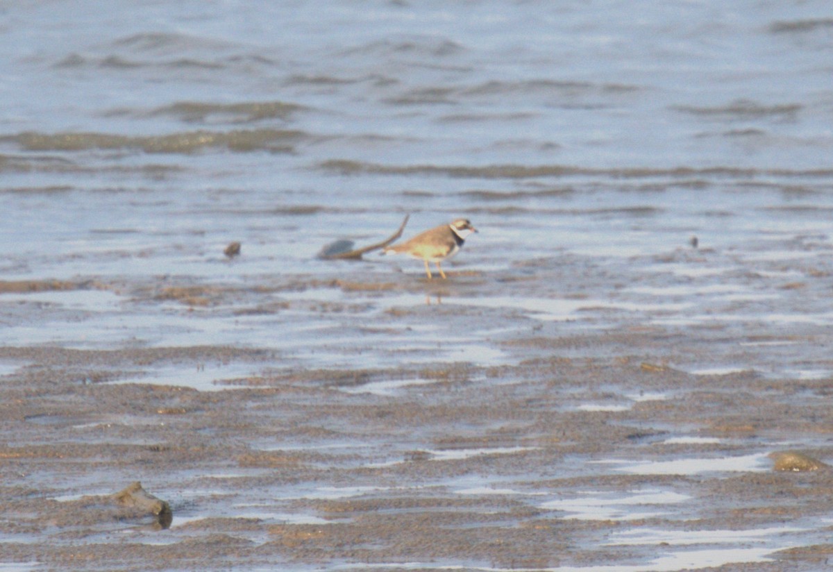 Semipalmated Plover - ML619155631