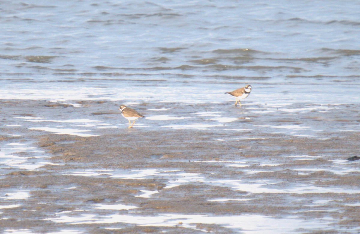 Semipalmated Plover - ML619155632