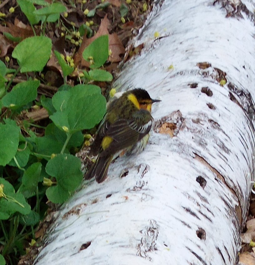 Cape May Warbler - ML619155648