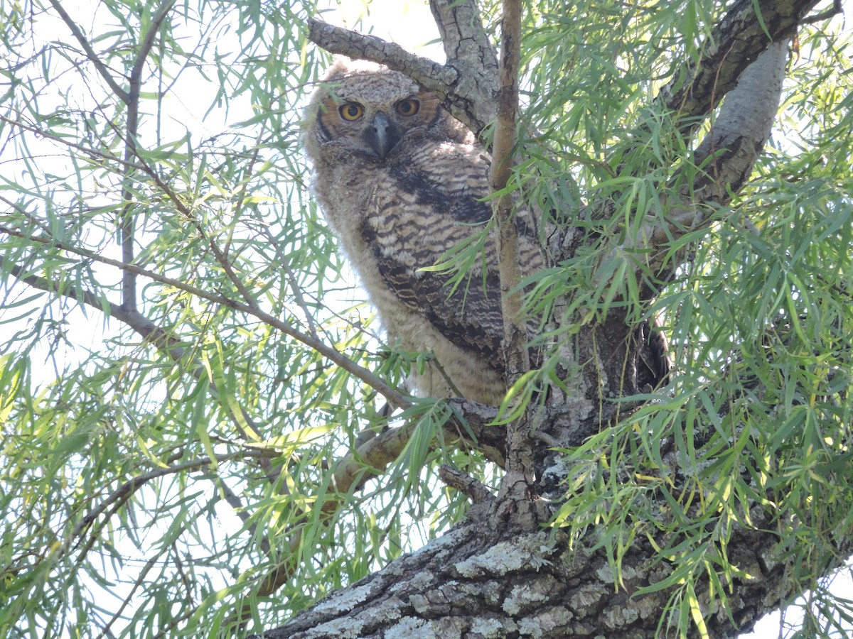 Great Horned Owl - ML619155691