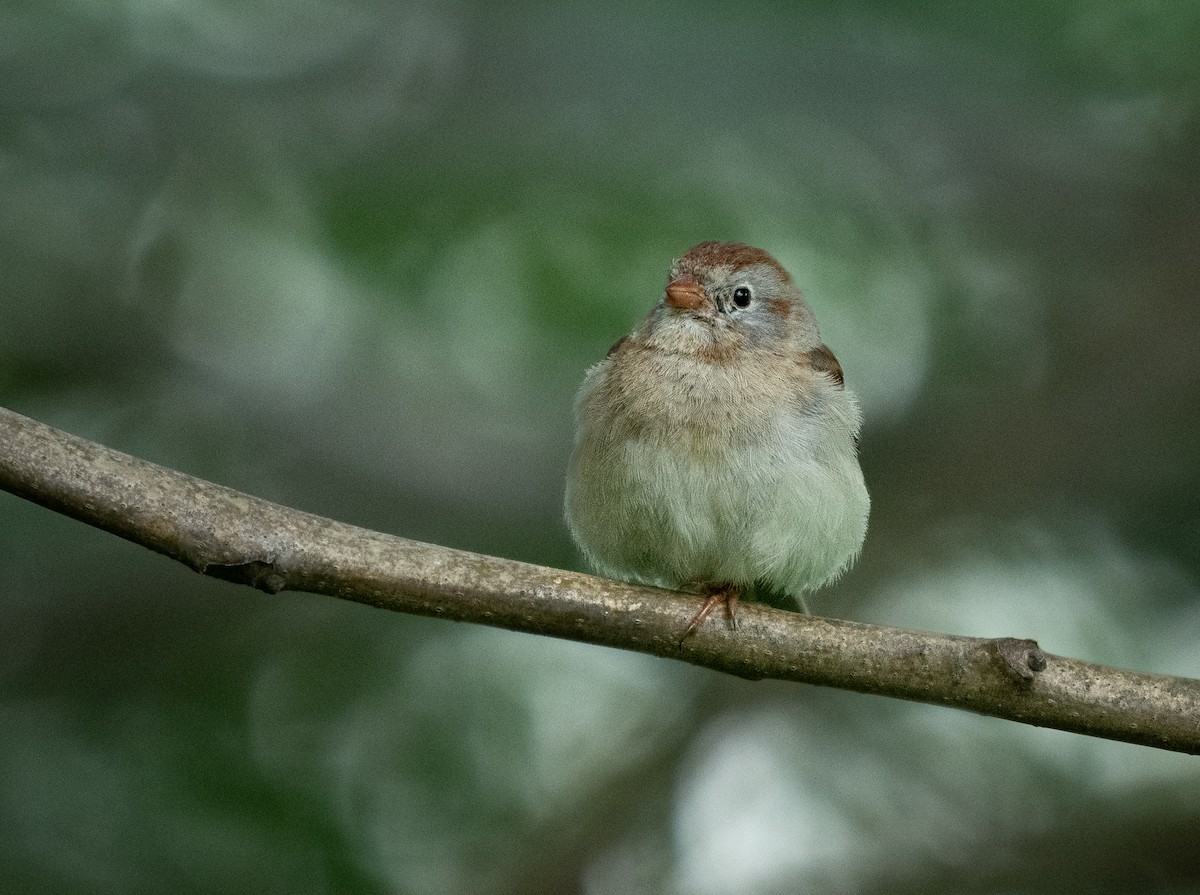 Field Sparrow - ML619155714