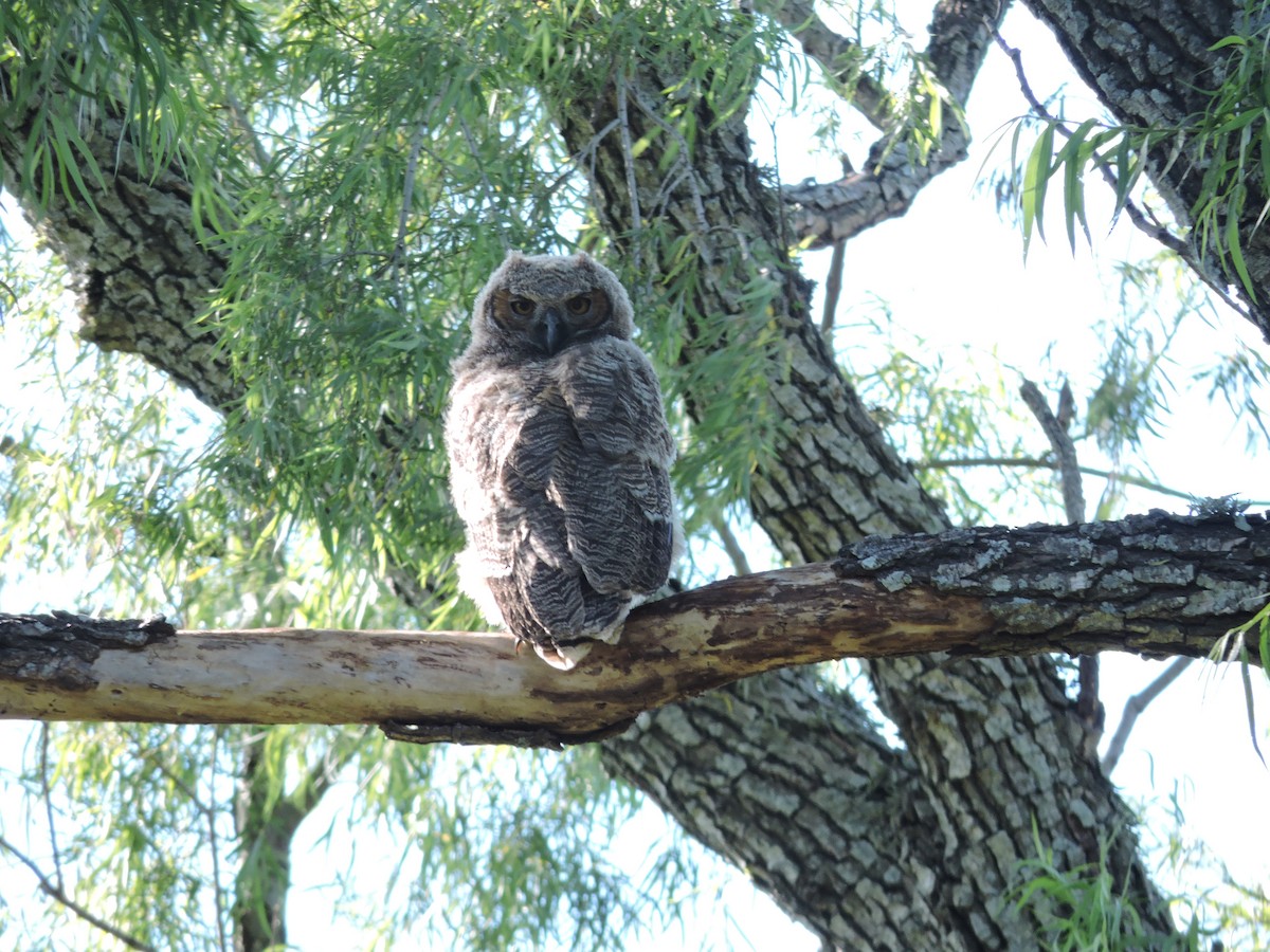 Great Horned Owl - ML619155726