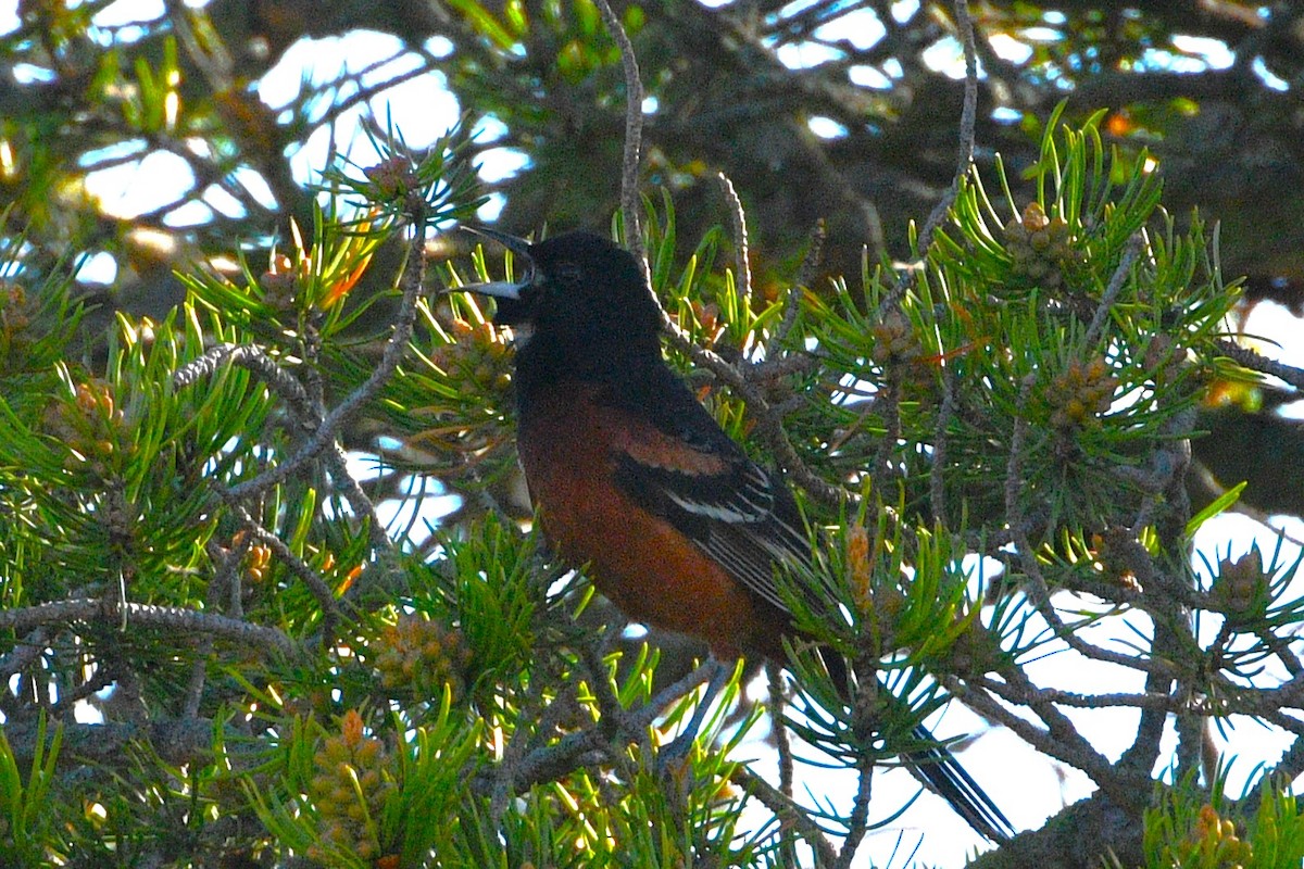 Orchard Oriole - ML619155734