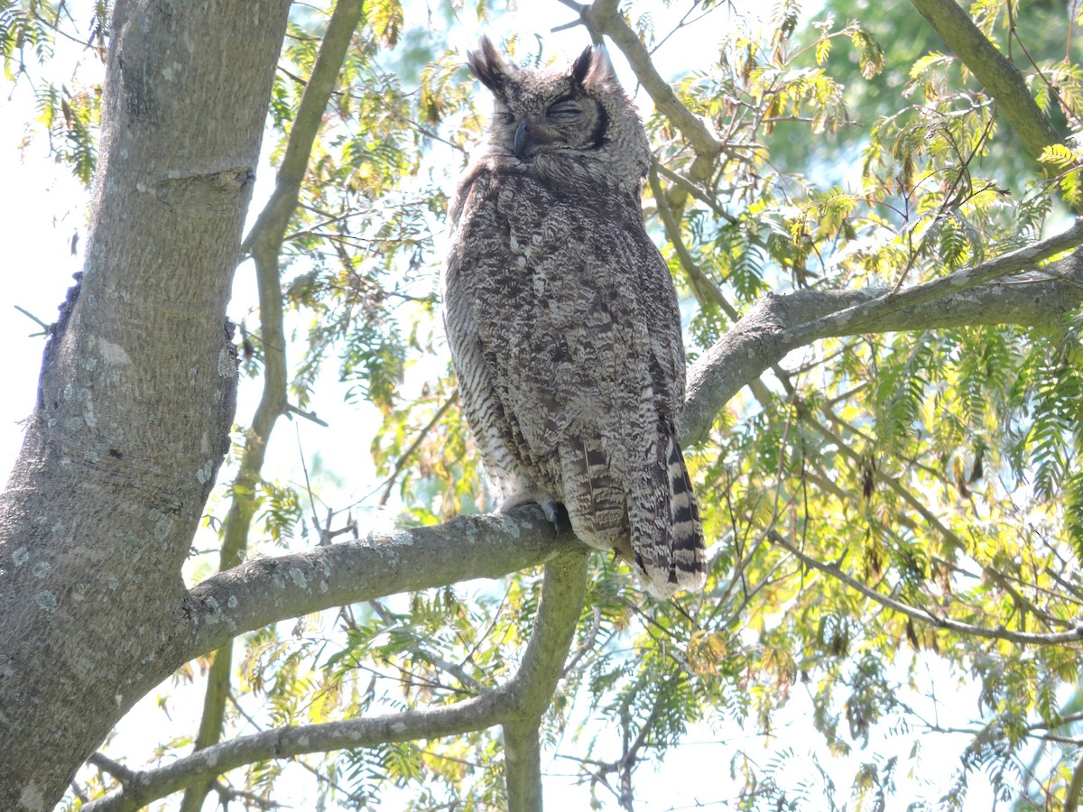 Great Horned Owl - ML619155738