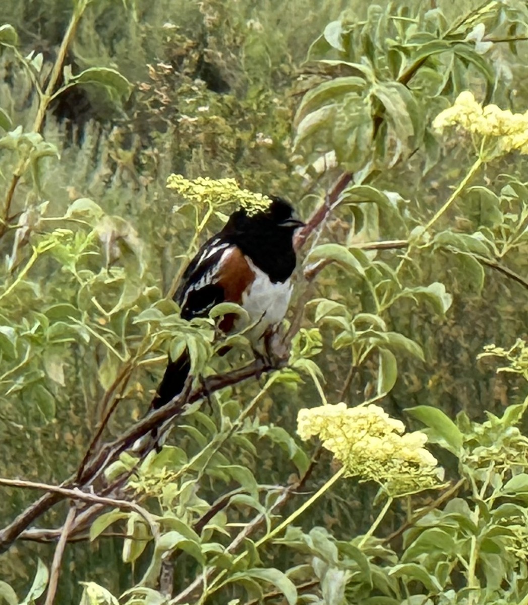 Spotted Towhee - ML619155750