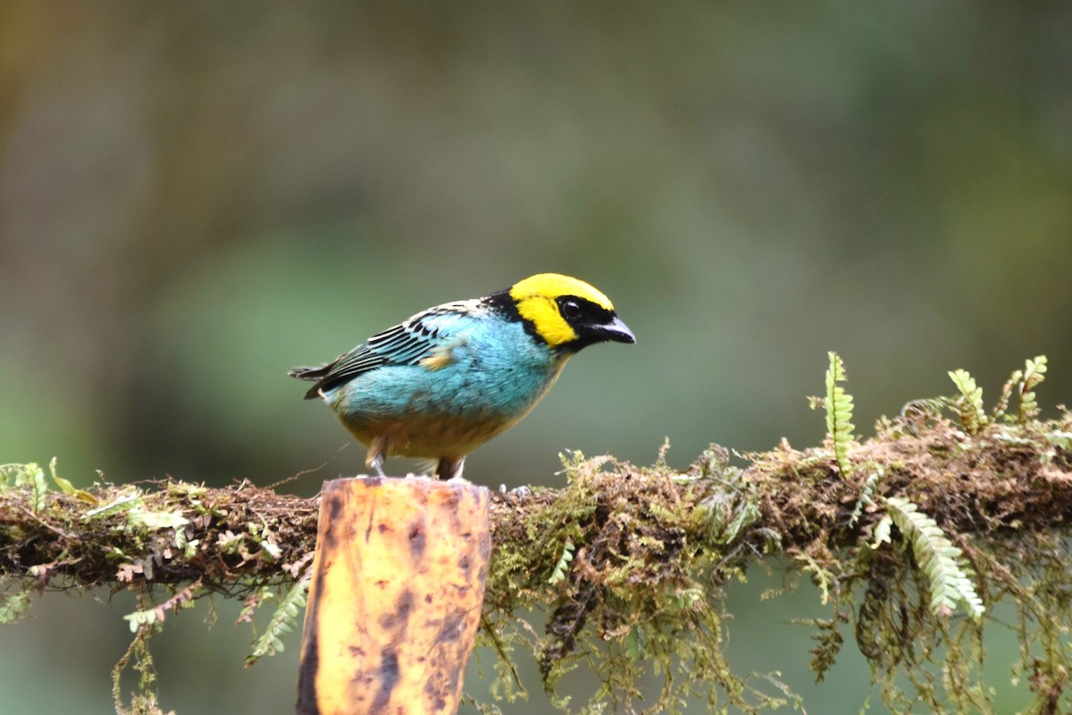 Saffron-crowned Tanager - ML619155765