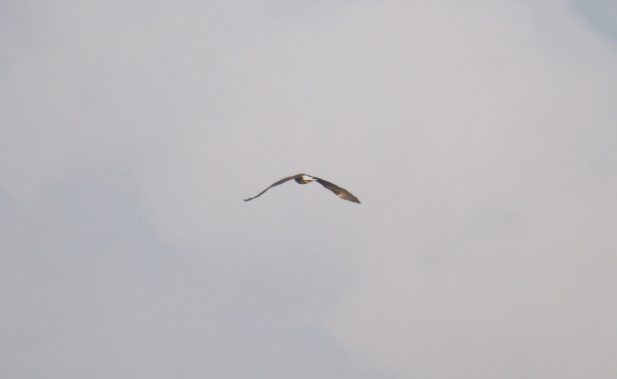 Белоголовый орлан - ML619155771