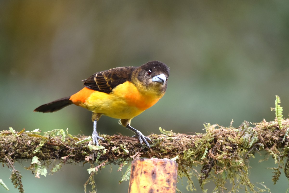 Flame-rumped Tanager - ML619155781
