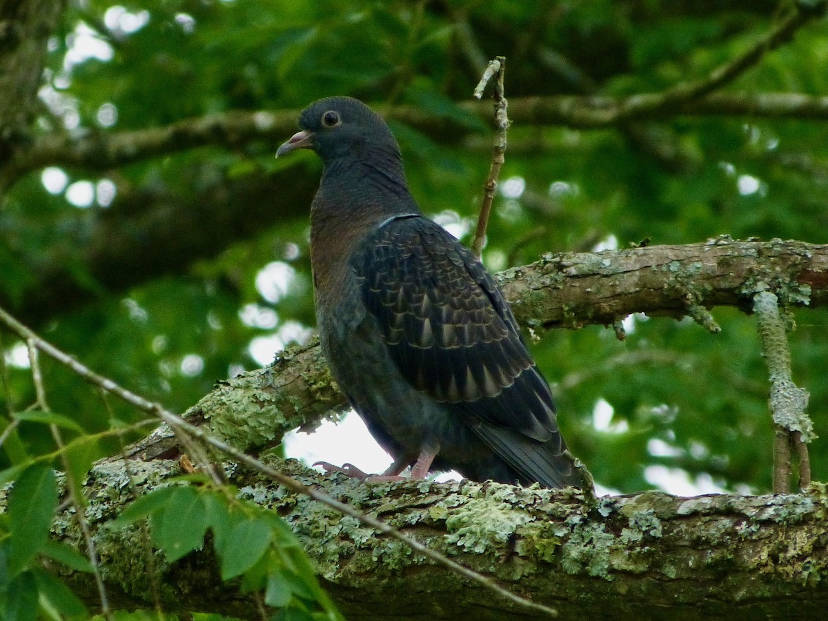 Rock Pigeon (Feral Pigeon) - ML619155803