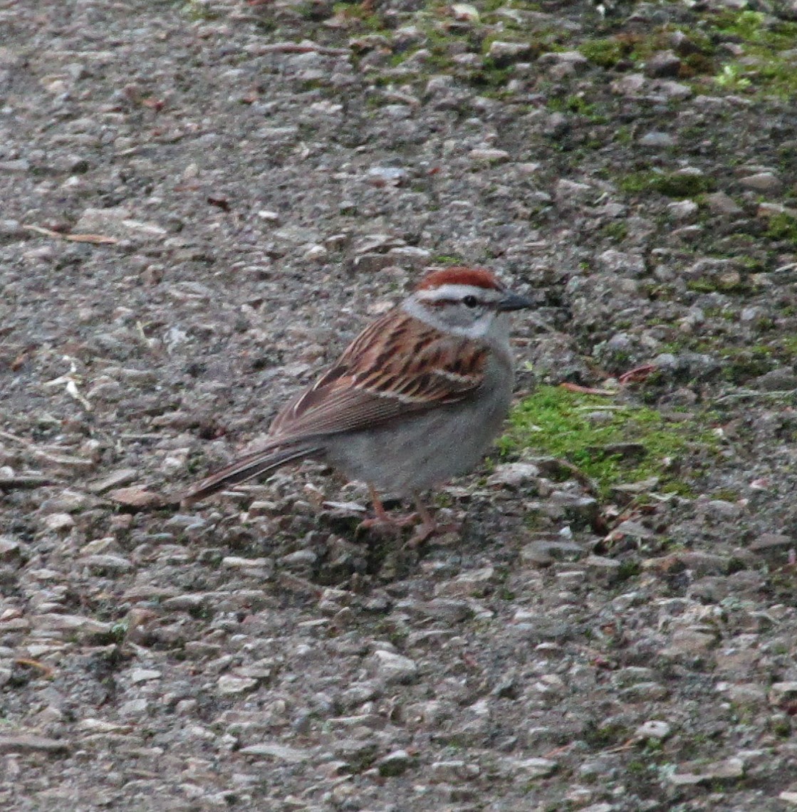 Chipping Sparrow - ML619155858