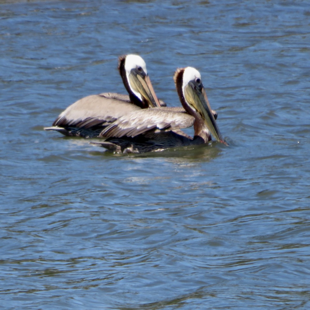 pelikán hnědý - ML619155889