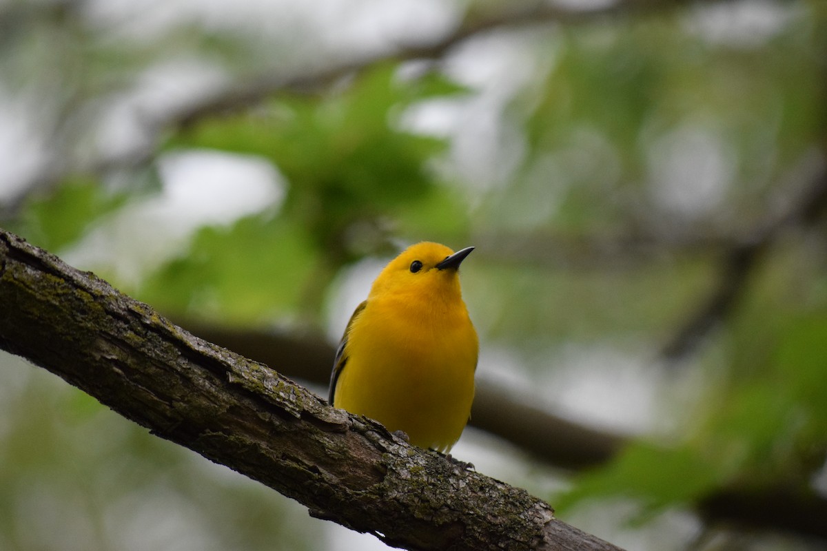 Prothonotary Warbler - ML619155904
