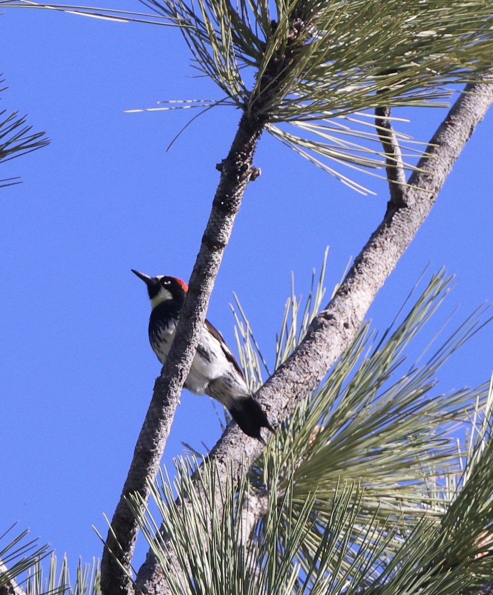 Acorn Woodpecker - ML619155905
