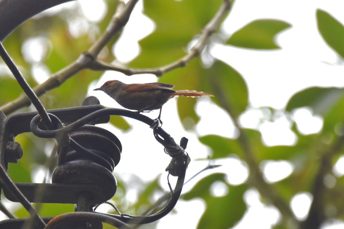 Red-faced Spinetail - ML619155909