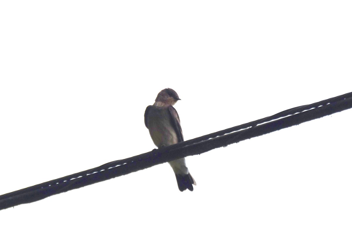 Southern Rough-winged Swallow - ML619155927