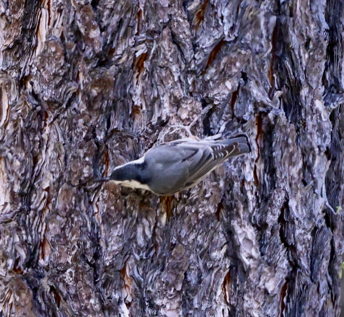 White-breasted Nuthatch - ML619155944