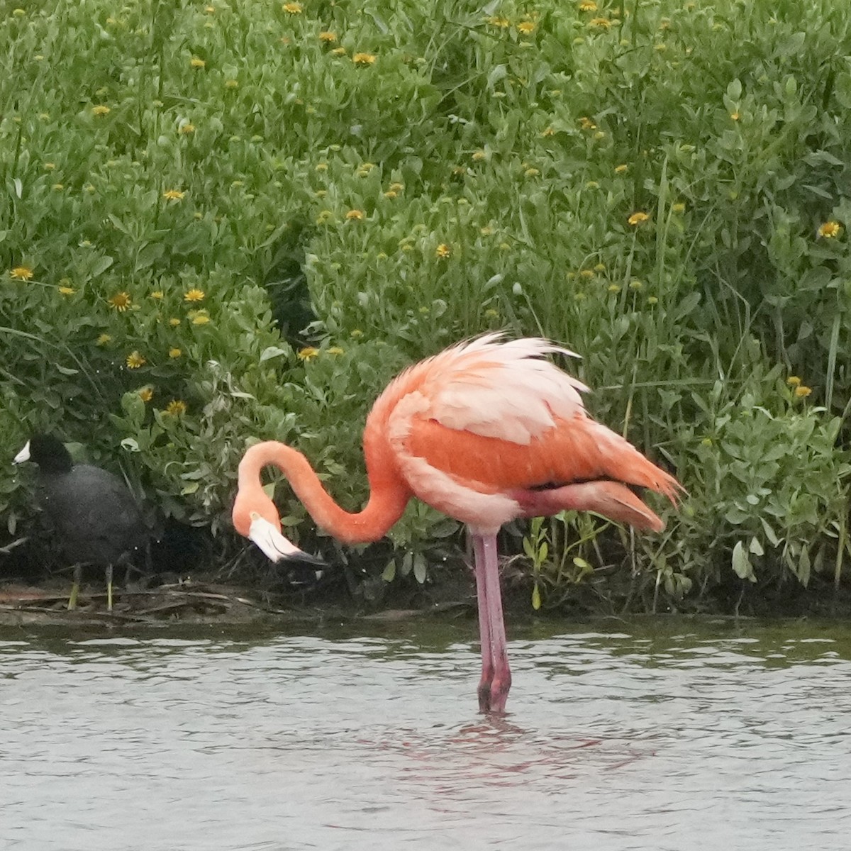 Красный фламинго - ML619155953