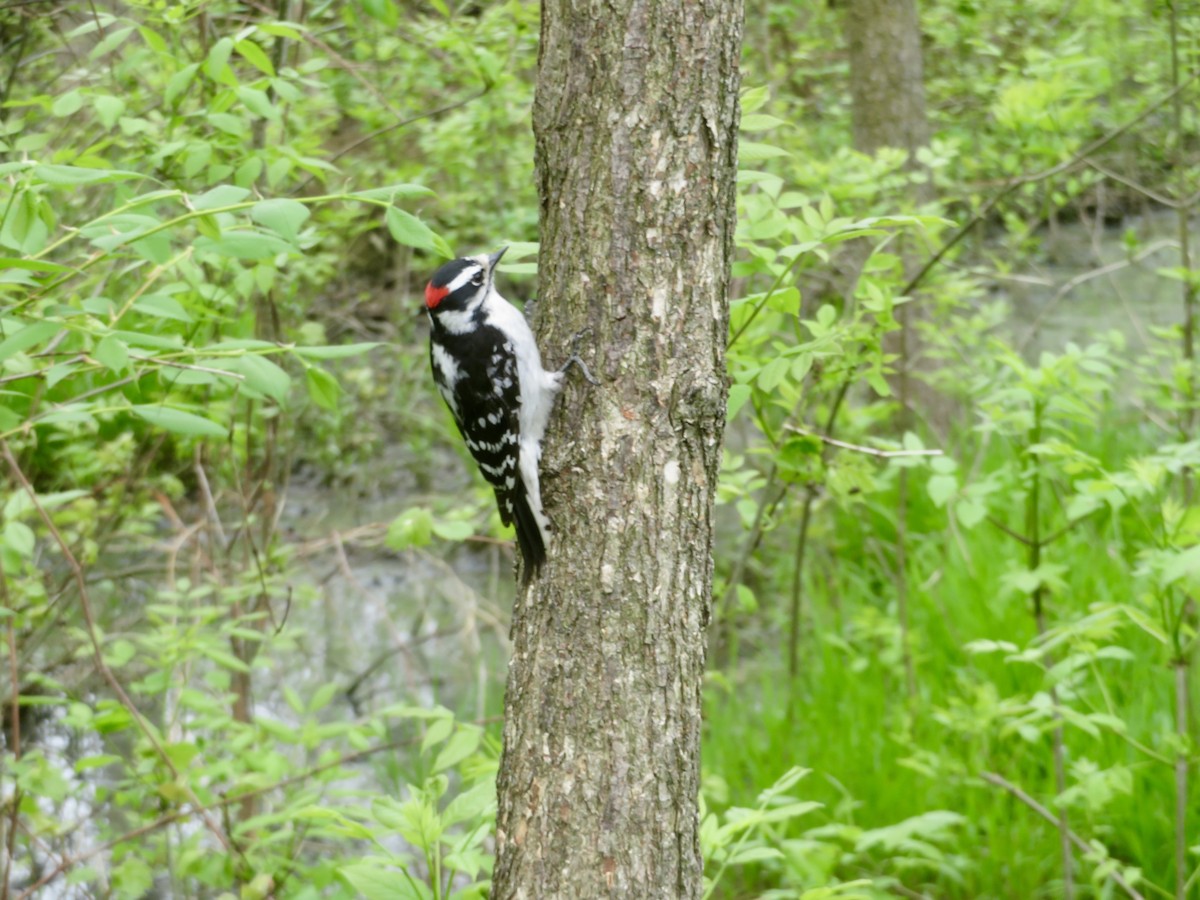 Downy Woodpecker - ML619156022