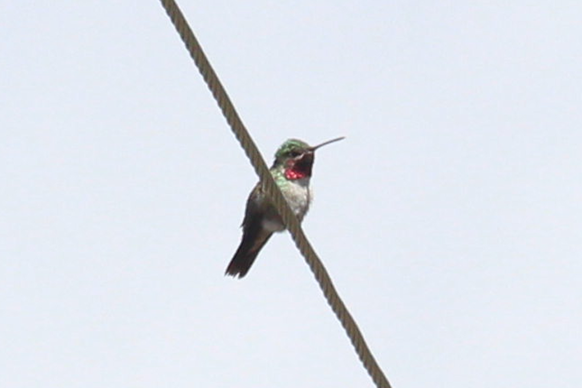 Broad-tailed Hummingbird - ML619156044