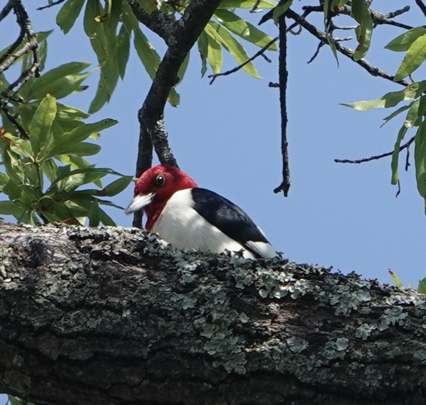 Red-headed Woodpecker - ML619156118
