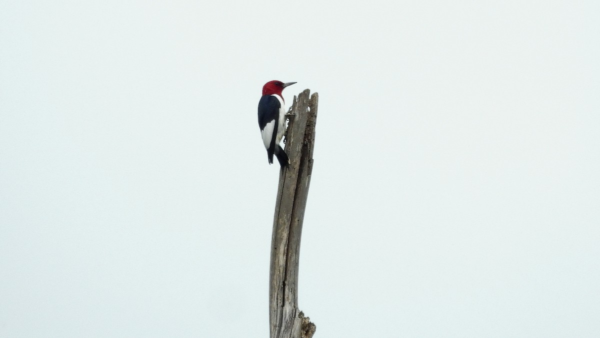 Red-headed Woodpecker - ML619156123
