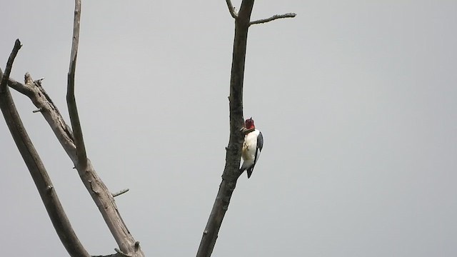Red-headed Woodpecker - ML619156128