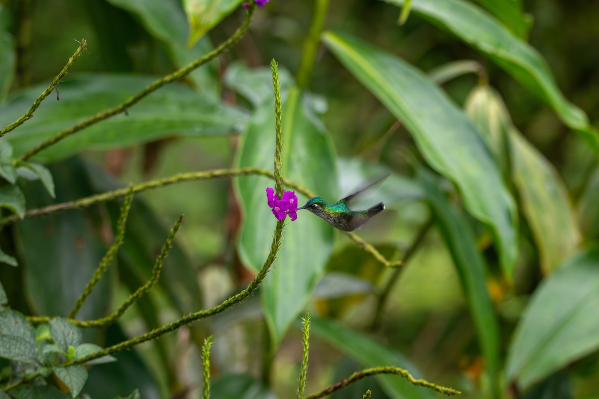 Violet-headed Hummingbird - ML619156144