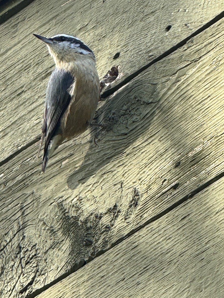 Red-breasted Nuthatch - ML619156148