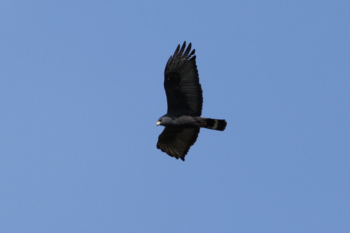 Zone-tailed Hawk - ML619156188